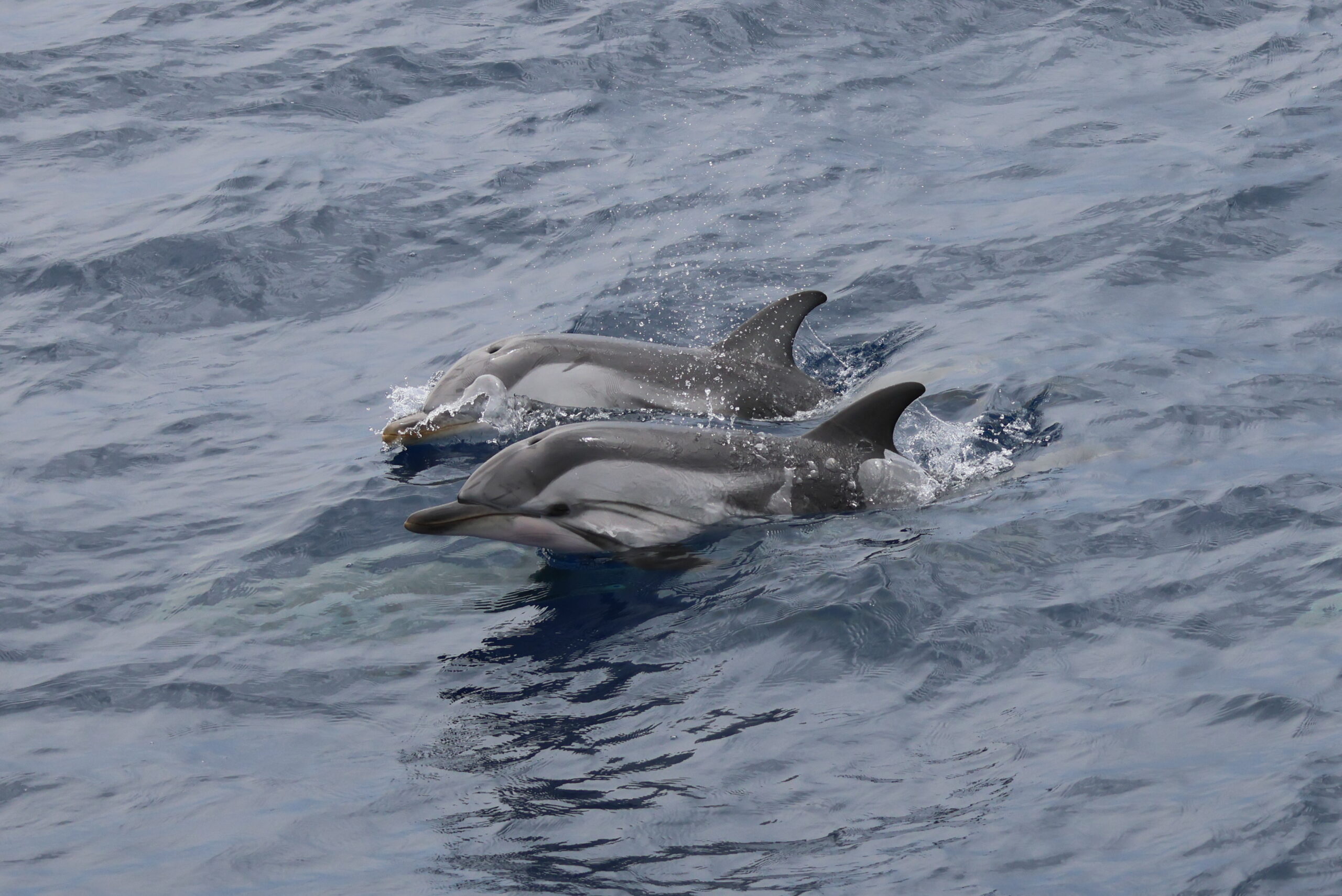 Stenella coeruleoalba