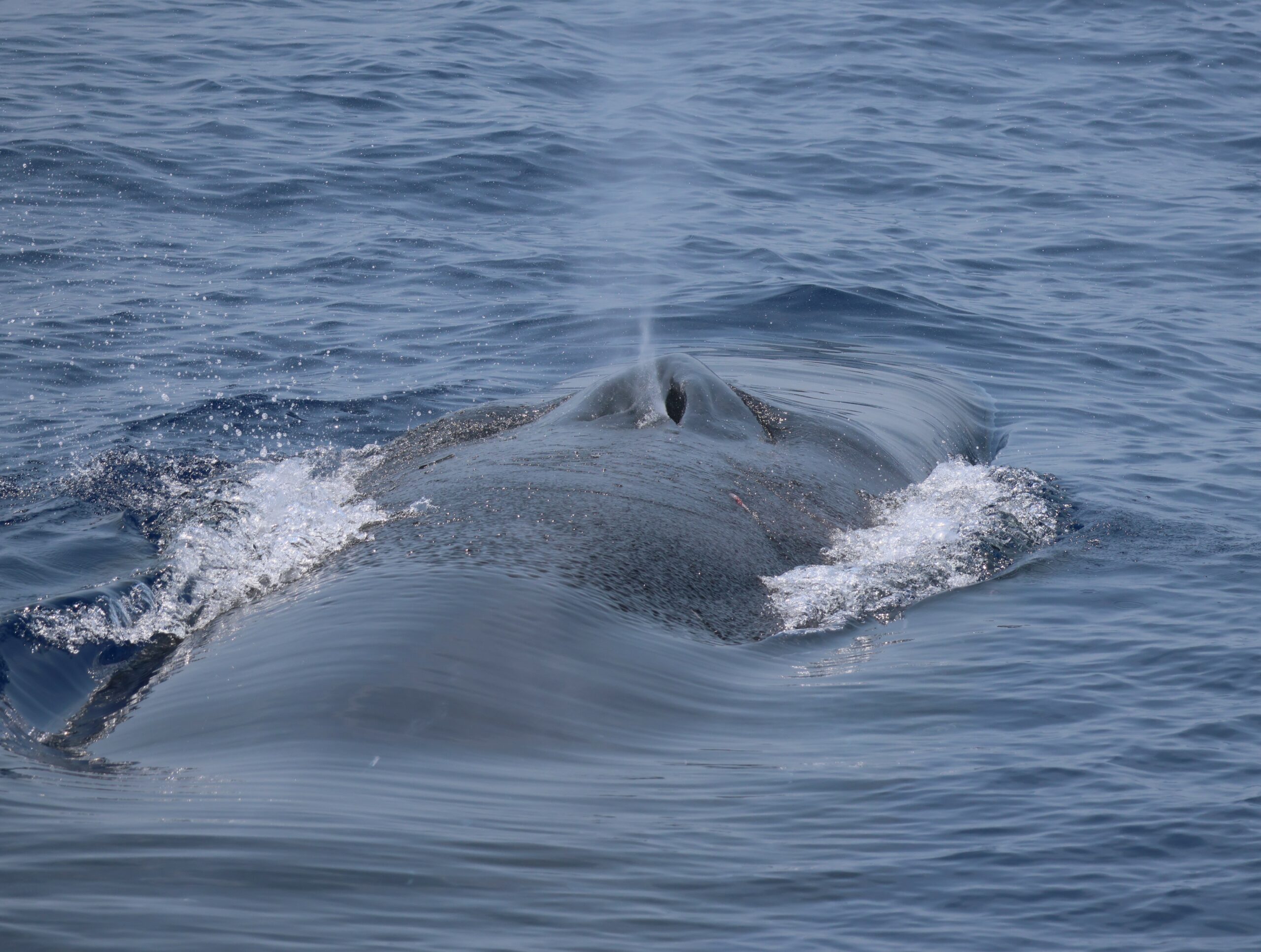 Balaenoptera physalus